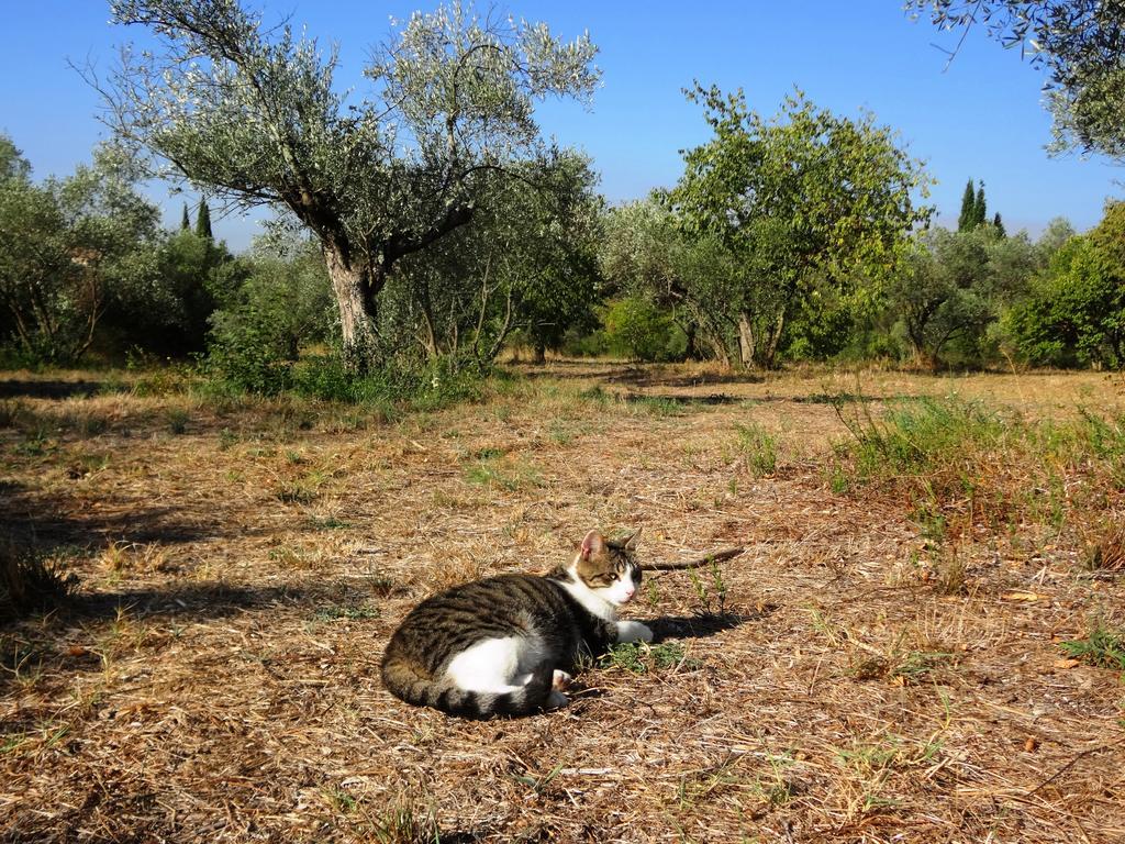 Apartmán Les Olives Uzès Exteriér fotografie